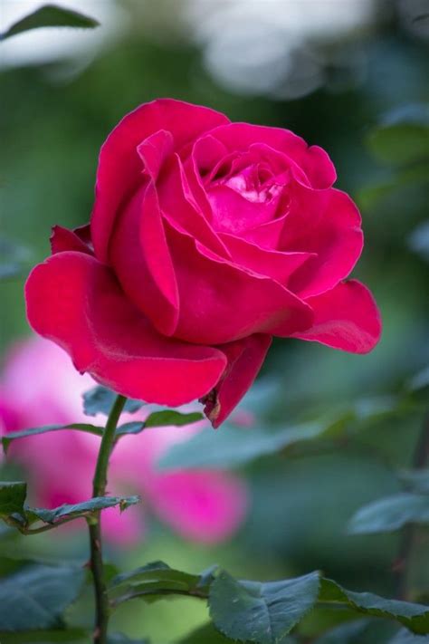 Beautiful Red Rose in Full Bloom