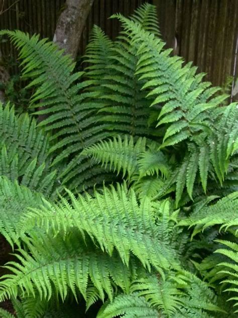 Male Fern (1 Gallon) - Excellent low-growing and shade loving perennia ...