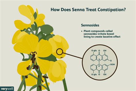 Senna: Benefits, Side Effects, Dosage, and Interactions