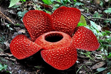 Sekarang ke Kebun Raya Bisa Lihat Bunga Rafflesia Arnoldi! – TRAX