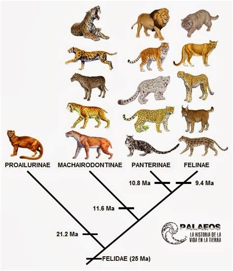 Palaeos, la historia de la Vida en la Tierra: Panthera blytheae y el origen de los panterinos