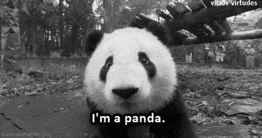 Rolling Panda GIFs - Find & Share on GIPHY