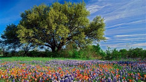 Download Colorful Tree Field Flower Nature Spring HD Wallpaper