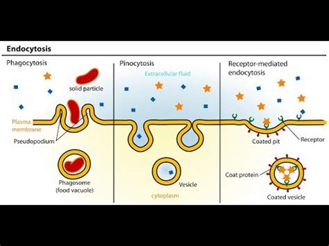 Endocytosis Animation