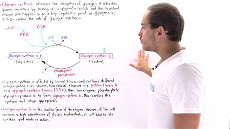 Glycogen Synthase Regulation - YouTube