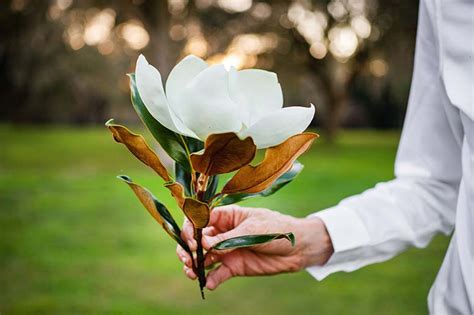 The Incredible Symbolism of The Magnolia Tree