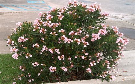 DWARF OLEANDER FOR SALE NAPLES