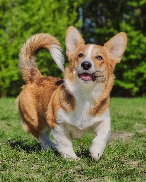 Collection 100+ Pictures Pictures Of Corgis With Tails Full HD, 2k, 4k