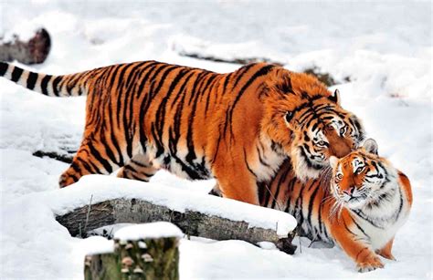 Siberian Tiger: Dangerous and Endangered | Hidden Siberia