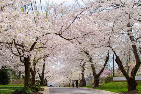 Kenwood Cherry Blossoms Experience Peak Bloom without the Crowds