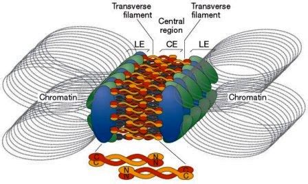 Structure and Function of Synaptonemal complex ~ Biology Exams 4 U