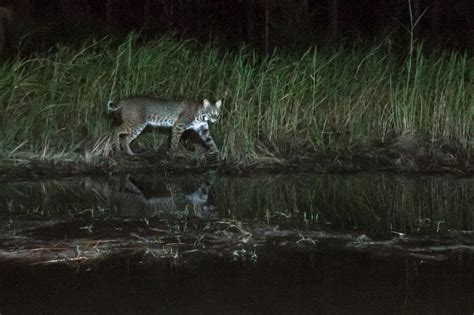 Florida Panther Conservation Program – fStop Foundation