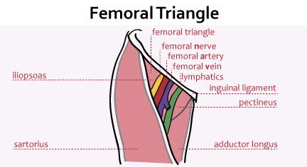 Femoral Region - Gastrointestinal - Medbullets Step 1