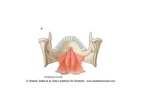 Glossal Muscles Quiz