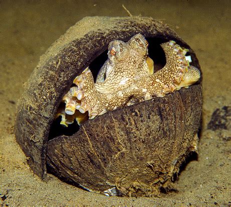 Invertebrates Using Tools! Octopus Coconut Carrying Behavior | The Dragonfly Woman