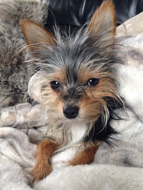 Yorkie Mixed With A Chihuahua - Cameron Bunker