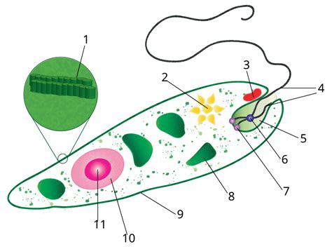 Euglena Structure And Function : Euglena - 3D model by Visartech (@visartech) [d92e880 ...