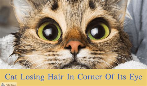 Cat Losing Hair In Corner Of Its Eye (Causes and Solutions Revealed) - PetsBeam.com