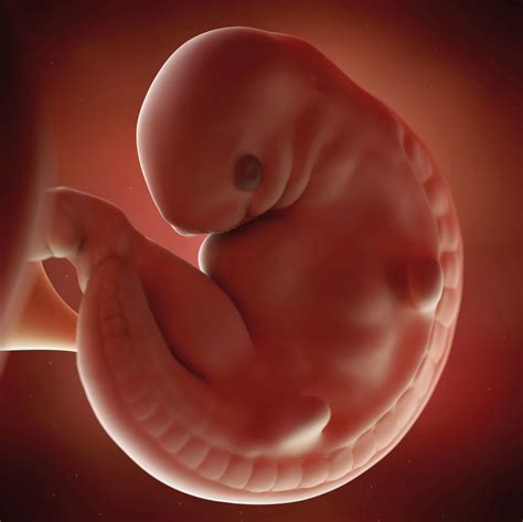 Fetal Development — Middlesex-London Health Unit