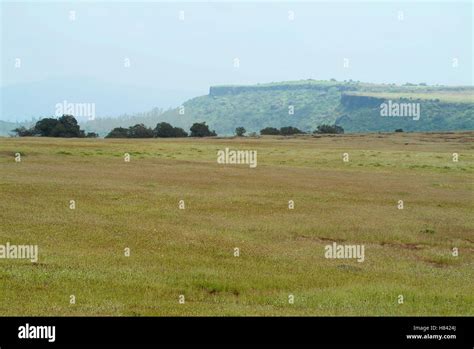 Kaas plateau, a plateau of flowers, near Satara, Maharashtra Stock ...