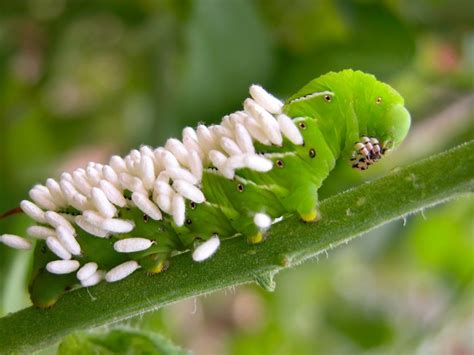 Parasitic Wasp Eggs And Larvae - Learn About The Life Cycle Of Parasitic Wasps | Gardening Know How