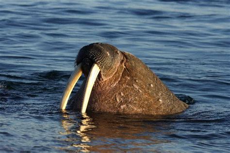 Walrus Senses and Adaptations - Animal Facts and Information