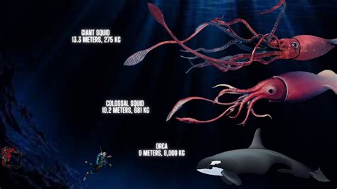 Giant Squid Size Comparison