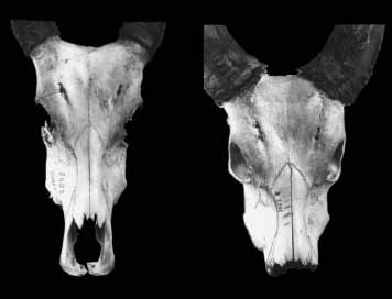 Skulls of adult Bubalus mindorensis in dorsal view; A) MTD B 2050, B ...