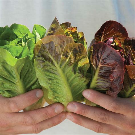 Mini Romaine Trio - Lettuce Varieties | Johnny's Selected Seeds