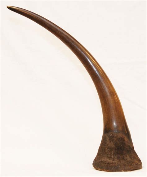 ANTIQUE AFRICAN HUGE RHINOCEROS HORN - Jun 24, 2012 | Elite Decorative Arts in FL | Rhinoceros ...