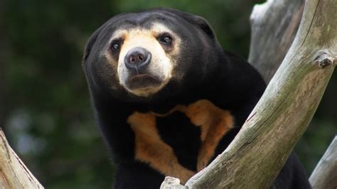 Malayan Sun Bear Cubs