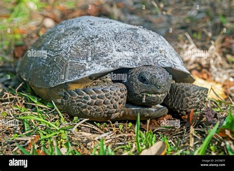 Ocala national forest wildlife hi-res stock photography and images - Alamy