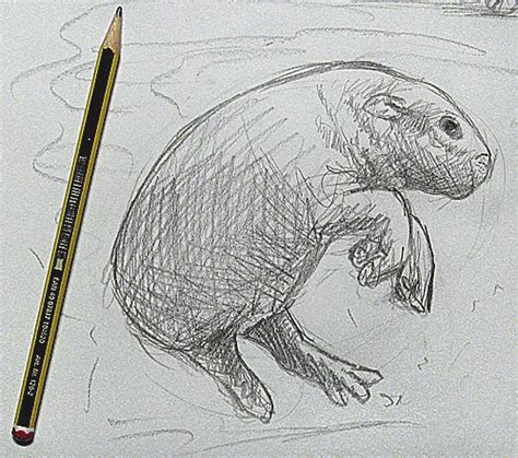 Guide - Learn to draw animals