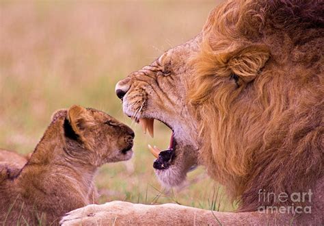 Lion Roaring At Young Cub Photograph by Wldavies | Fine Art America