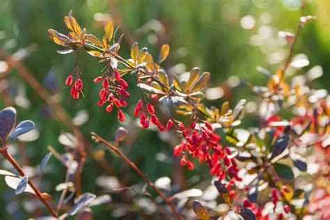 11 Edible Winter Plants to Eat and Grow - Smart Garden and Home