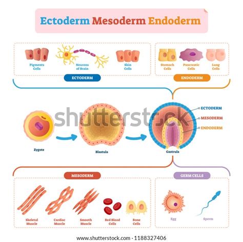 253 Endoderm Images, Stock Photos & Vectors | Shutterstock