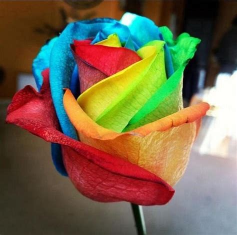 Ultra-Rare Rainbow Rose Seeds - 100 Seed Pack – Sugar & Cotton