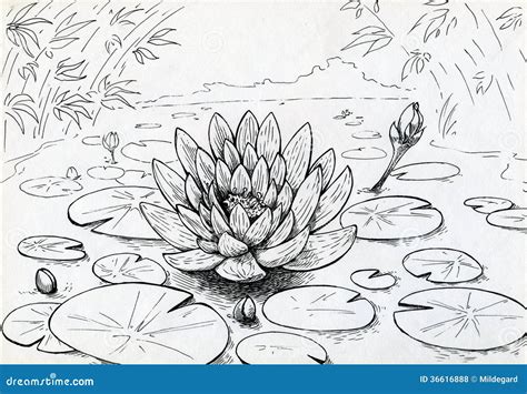 Lily Pond Drawing - Best Decorations