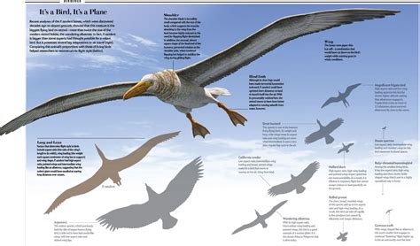 Блогът на valentint :: Encyclopedia Largest prehistoric animals Vol. 1 Vertebrates part2 Birds ...