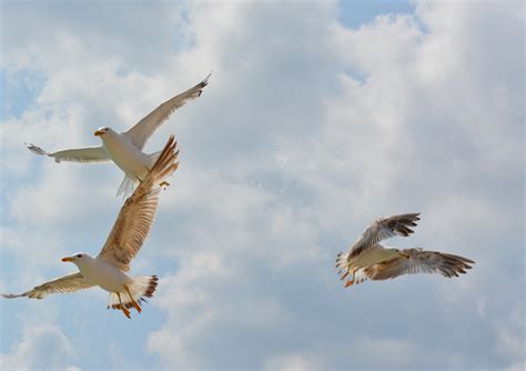 Free photo: Birds - Animal, Fly, Flying - Free Download - Jooinn