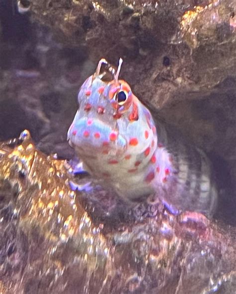 Blenny Lovers Thread | Page 2 | Reef2Reef