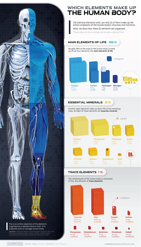 What Chemical Elements Make up the Human Body?