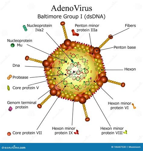 Diagram Of Adeno Virus Particle Structure Vector Illustration | CartoonDealer.com #106407530