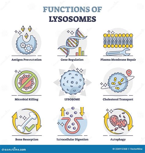 Structure Of Lysosomes. Infographics. Vector Illustration On Isolated ...