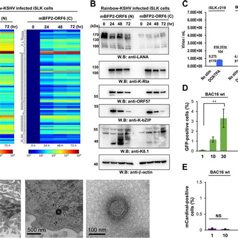 Viral gene expression and production of progeny virus. (A) Viral gene ...