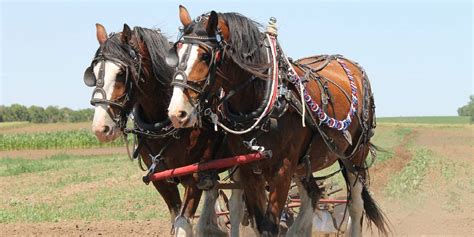 Clydesdale Draft Horses: All About The Worlds Tallest Breed – Insider Horse – Latest & Greatest ...