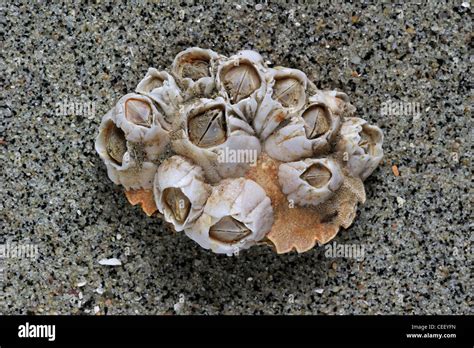 Acorn barnacles / Rock barnacles (Semibalanus balanoides) on crab's shell washed on beach ...