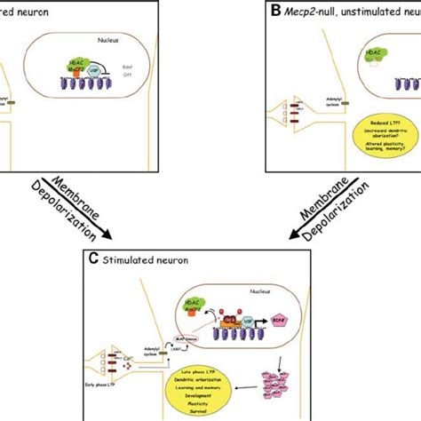 Alternate transcripts from the MECP2 locus. The MECP2 gene is ...