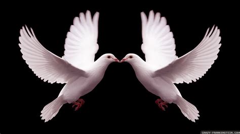 Kiss, Kiss. Sweet Dove Kisses | Beauty animals, Birds, Romantic love pictures