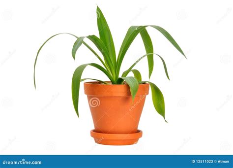 Young Plant stock image. Image of isolated, spring, brown - 12511023